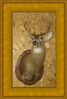 Taxidermy by Dale Streeter